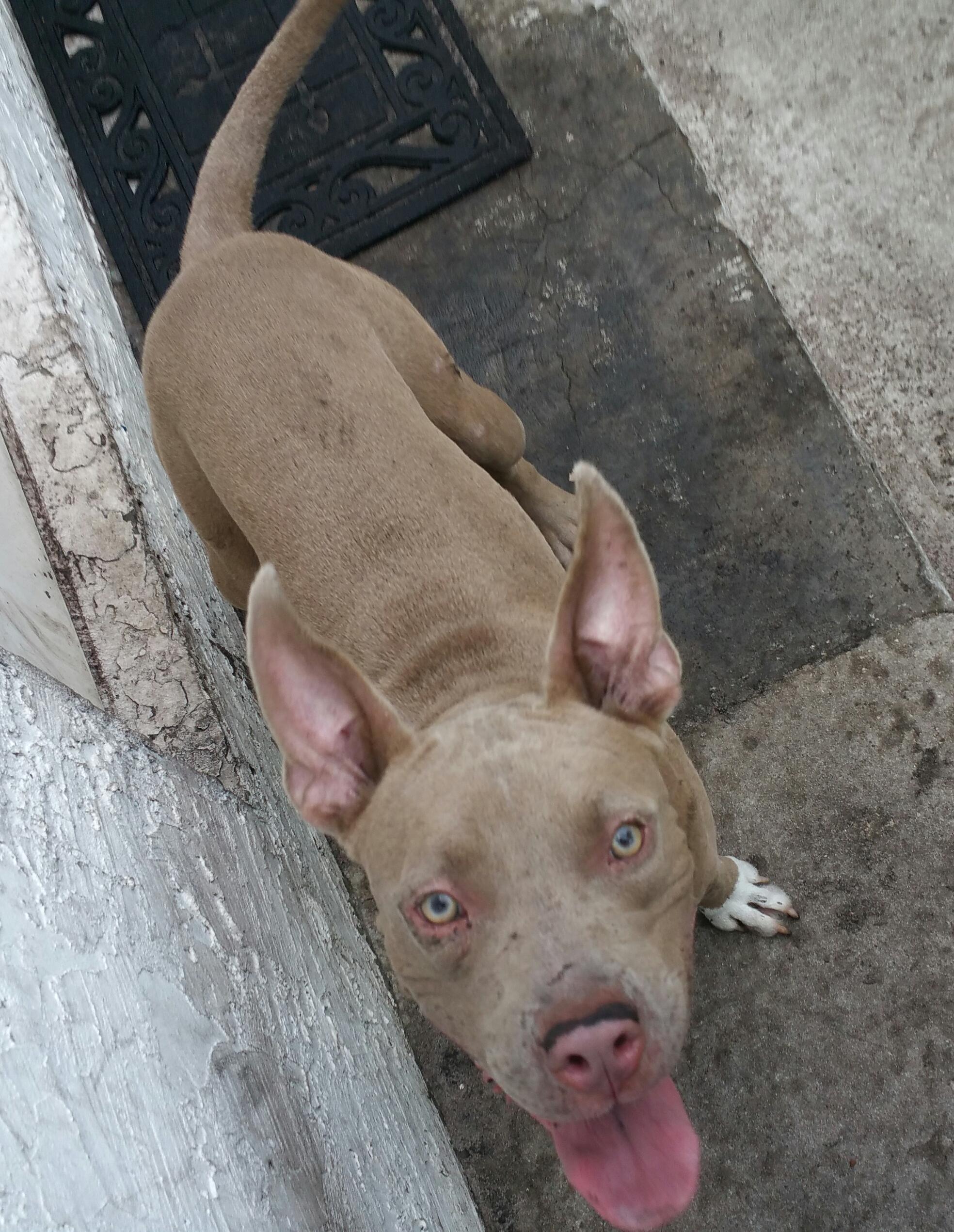 Dumbo preferably with Lady, a Adoptable Pit Bull Terrier in West Palm Beach, FL image 3/6