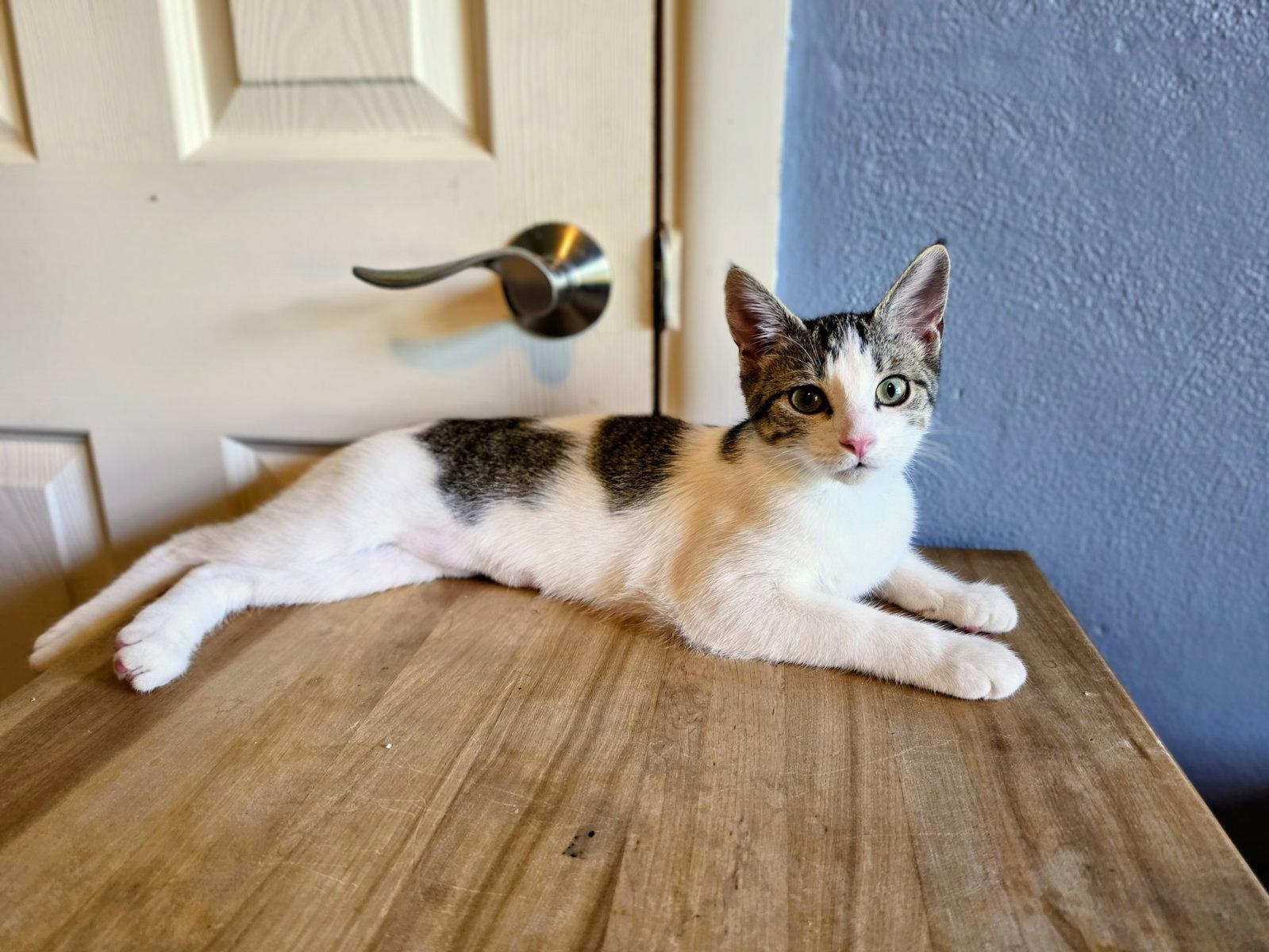 Cry Baby, Adoptable, Kitten Female Domestic Short Hair.