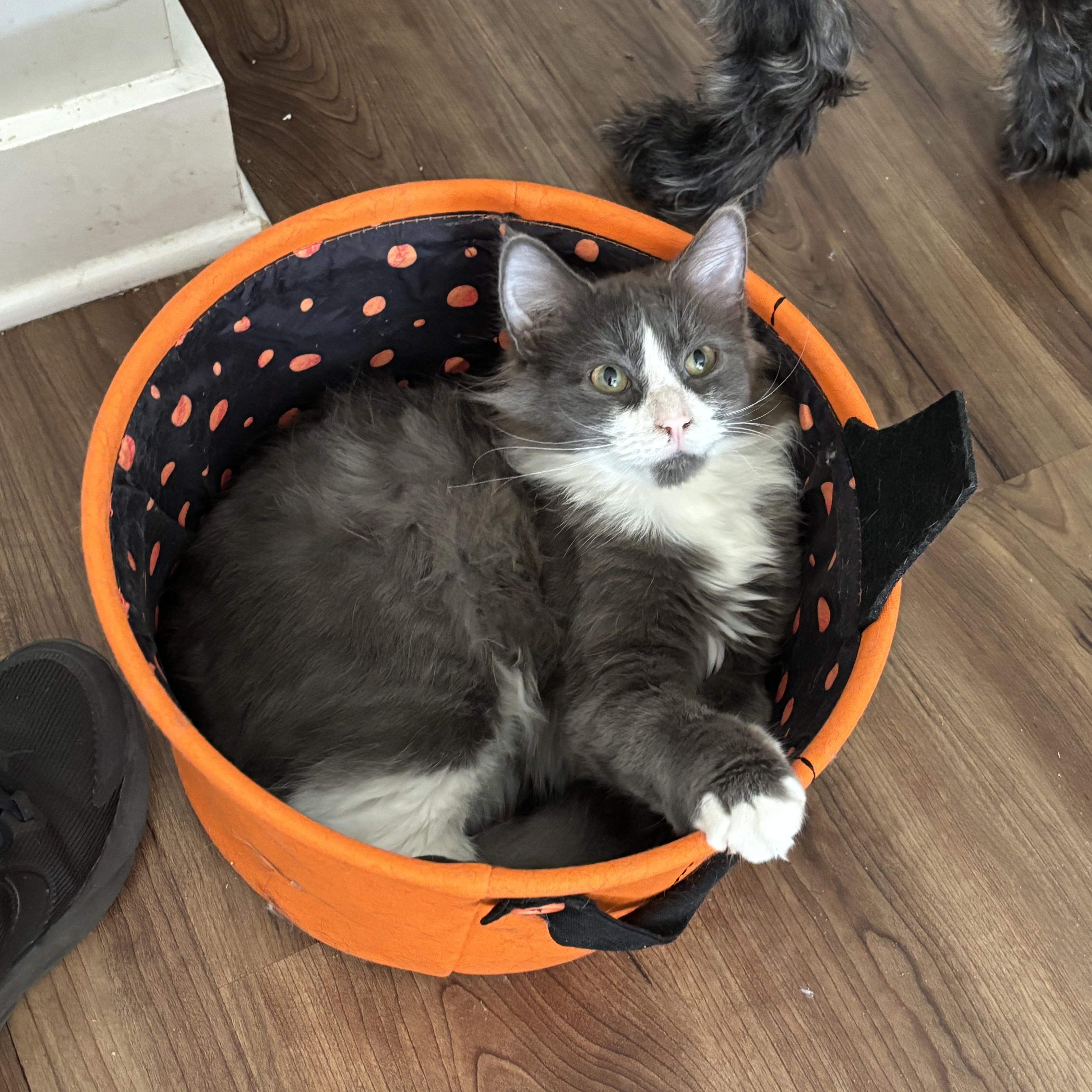 Leo, Adult Male Domestic Long Hair