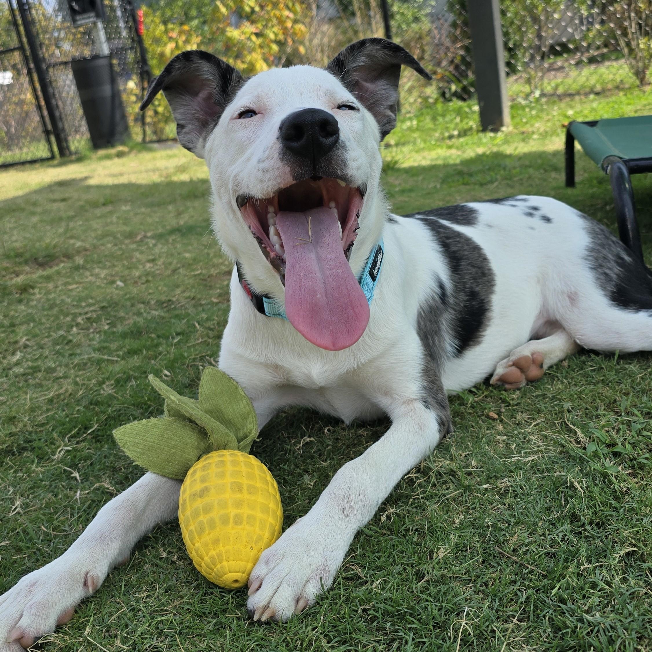 Enlarge Jetson, a Adoptable Mixed Breed in Nashville, TN image 3/6