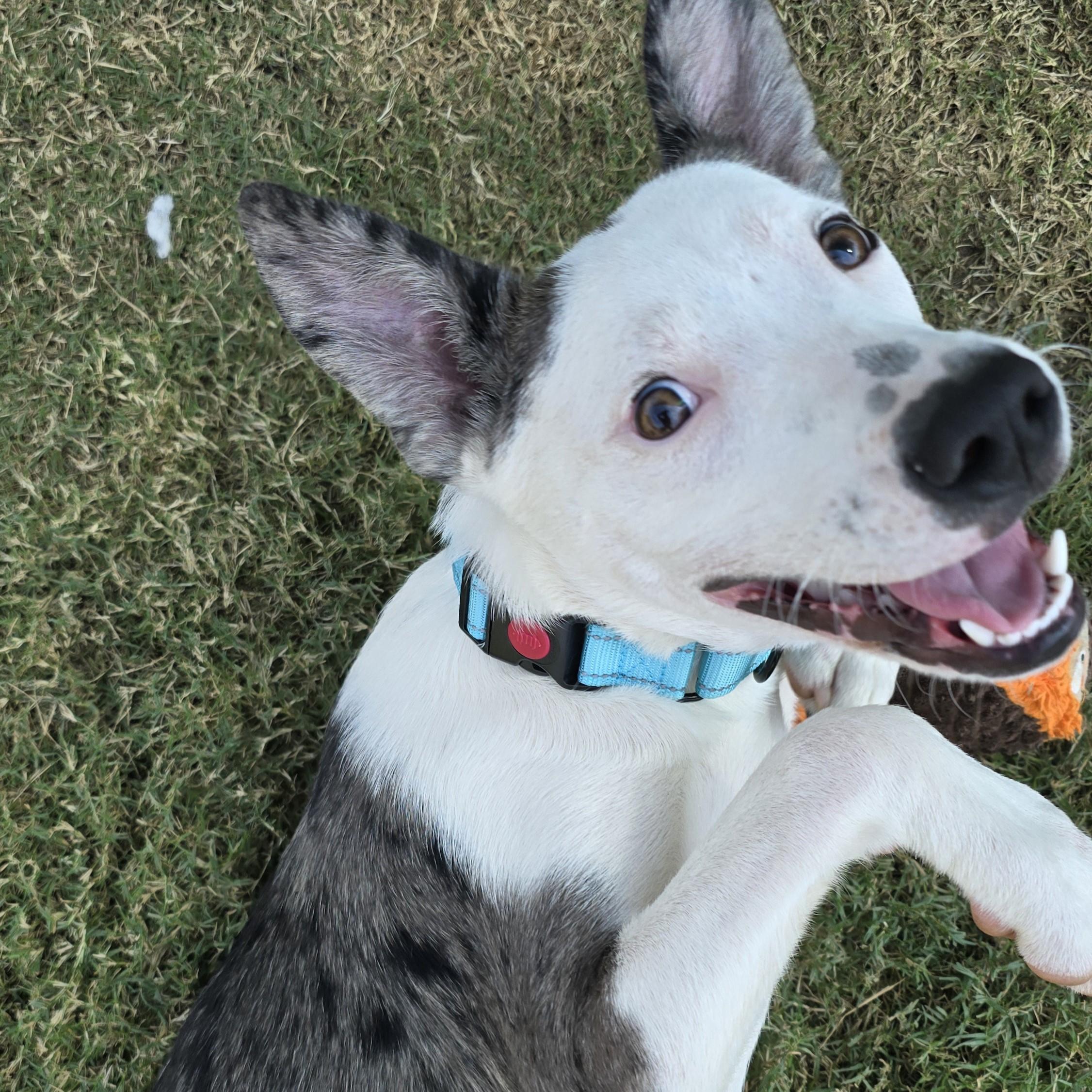 Enlarge Jetson, a Adoptable Mixed Breed in Nashville, TN image 6/6