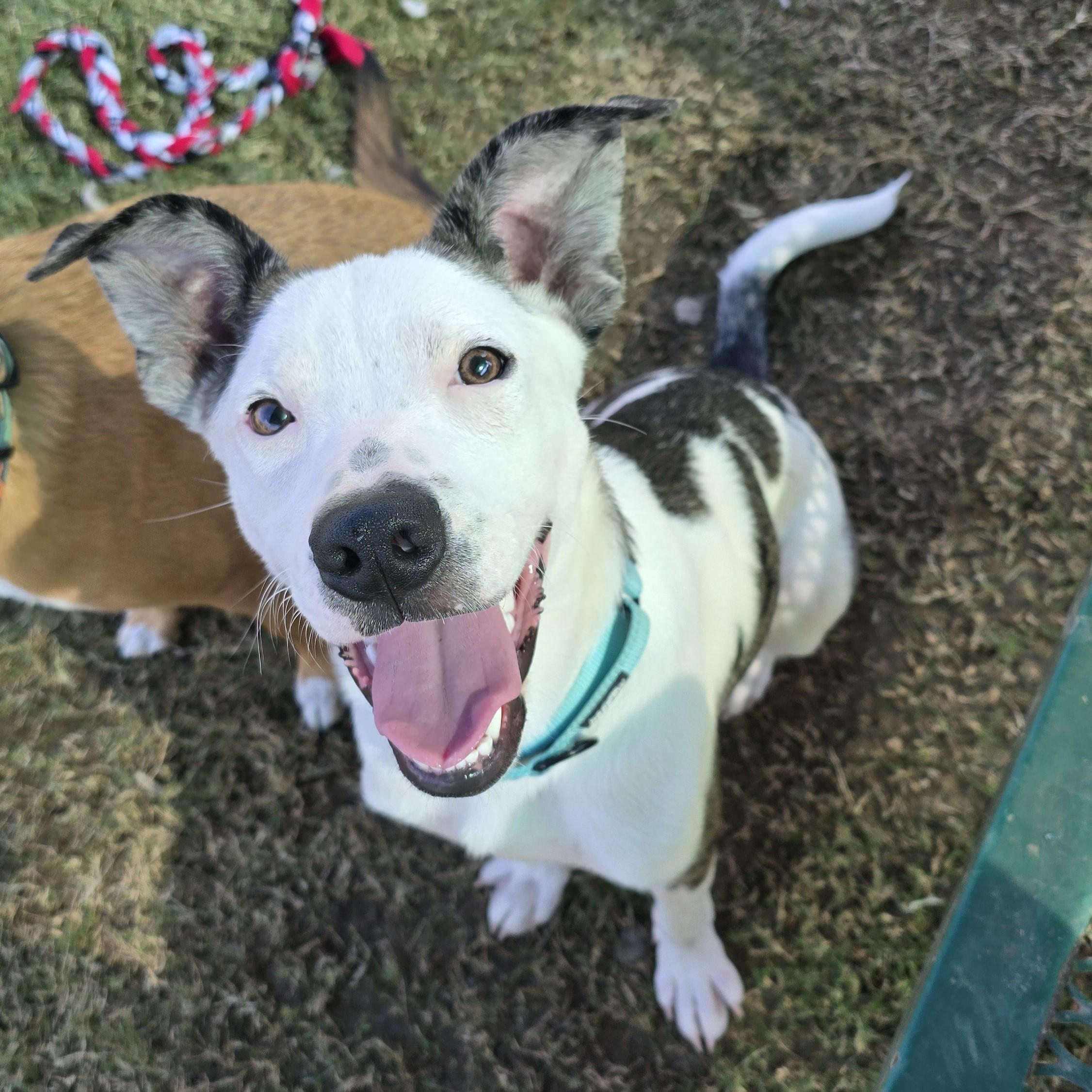 Enlarge Jetson, a Adoptable Mixed Breed in Nashville, TN image 4/6