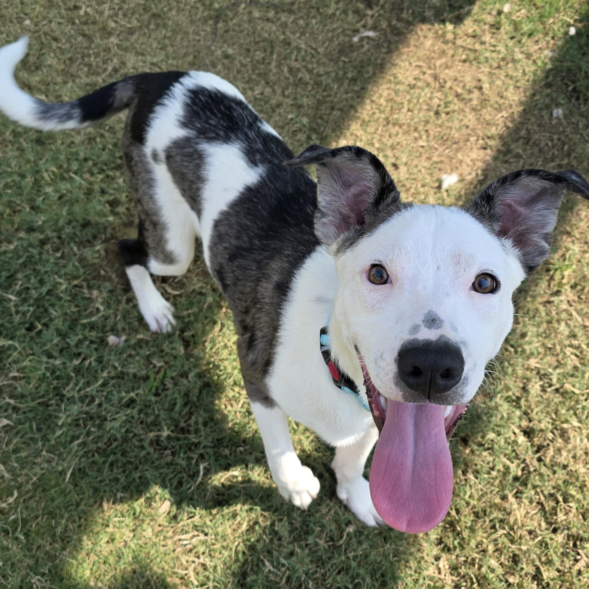 Enlarge Jetson, a Adoptable Mixed Breed in Nashville, TN image 2/6