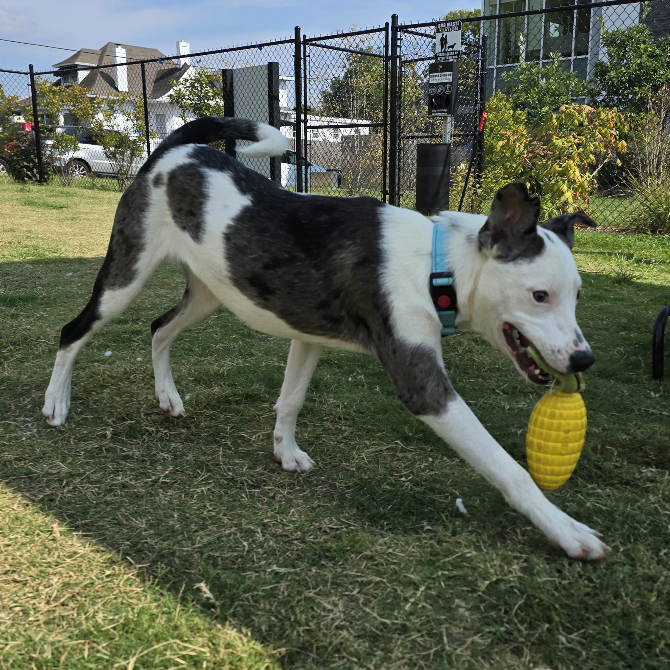 Enlarge Jetson, a Adoptable Mixed Breed in Nashville, TN image 5/6