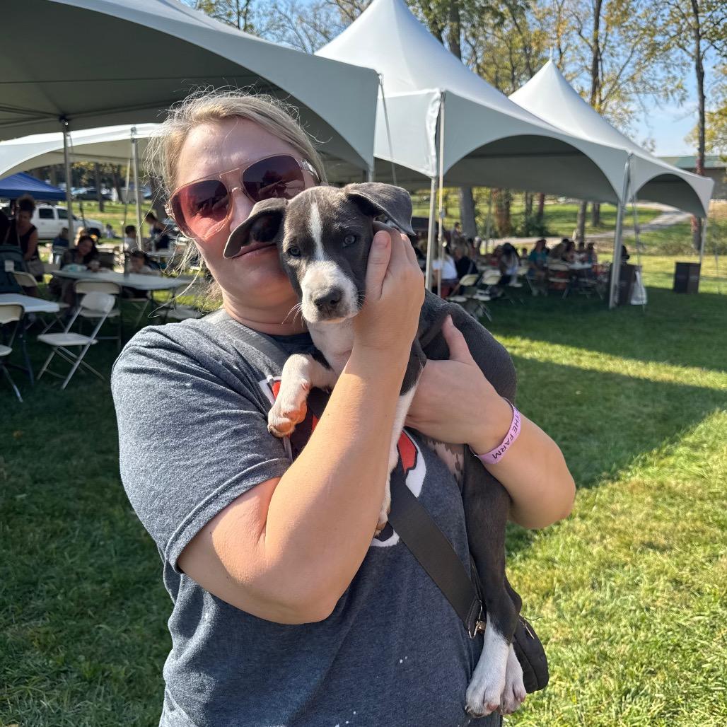 Stella, Adoptable, Young Female Mixed Breed.