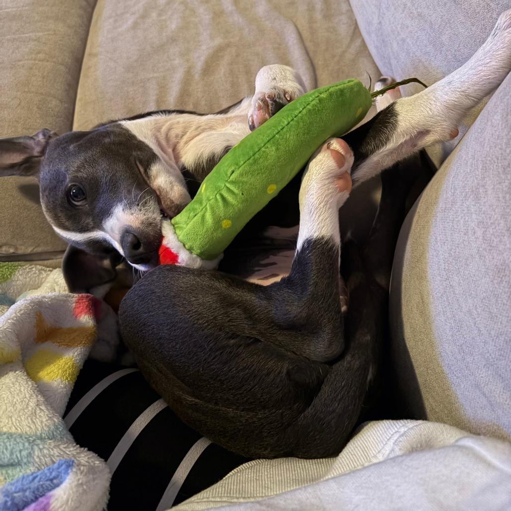 Enlarge Stella, a Adoptable Mixed Breed in Franklin, TN image 5/6