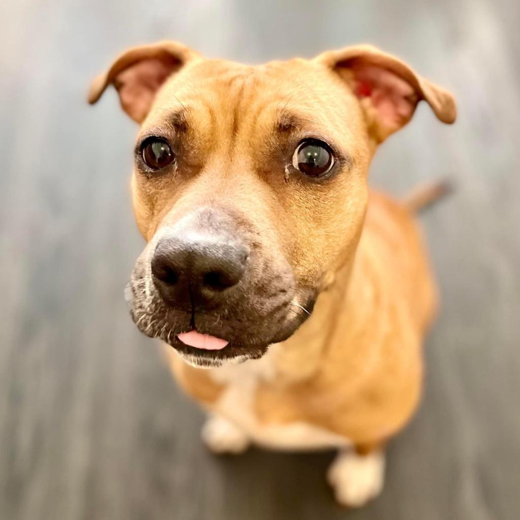 Enlarge Josephine, a Adoptable Pit Bull Terrier in Reisterstown, MD image 1/3