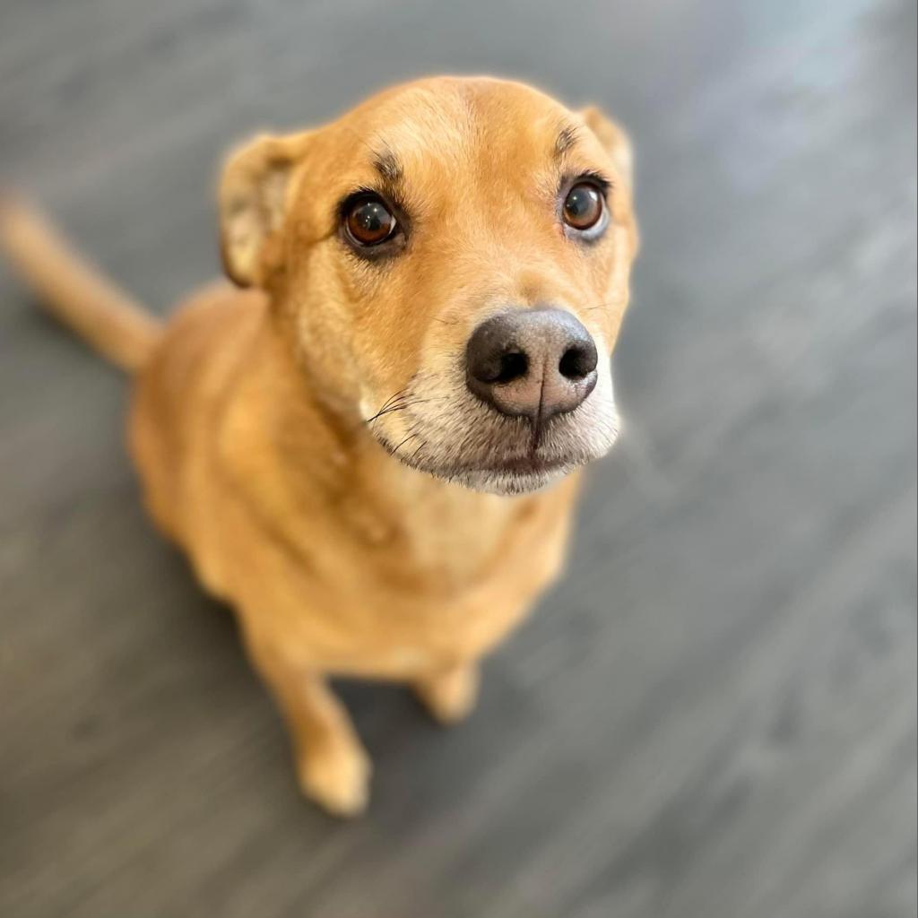 Enlarge Josephine, a Adoptable Pit Bull Terrier in Reisterstown, MD image 3/3