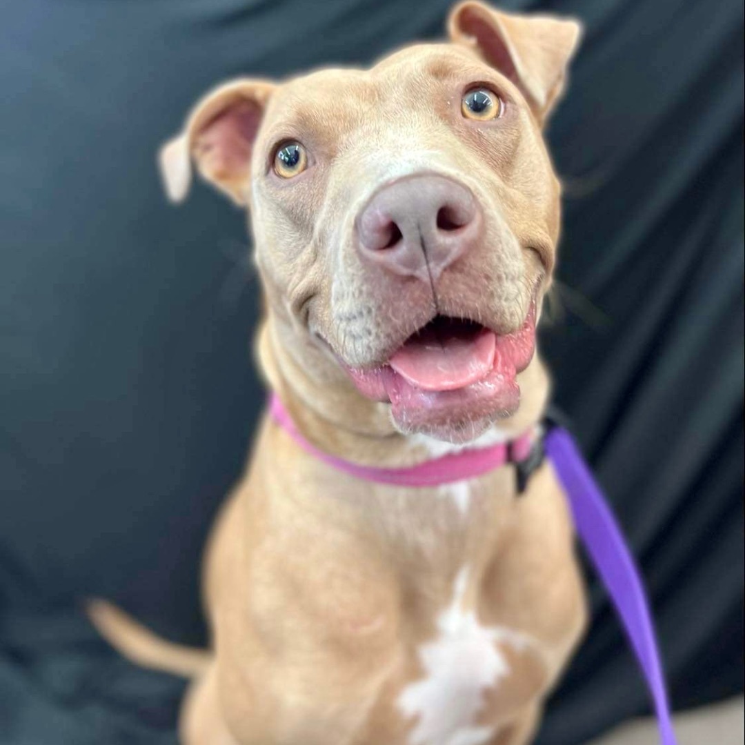 Rosie, Adult Female Pit Bull Terrier