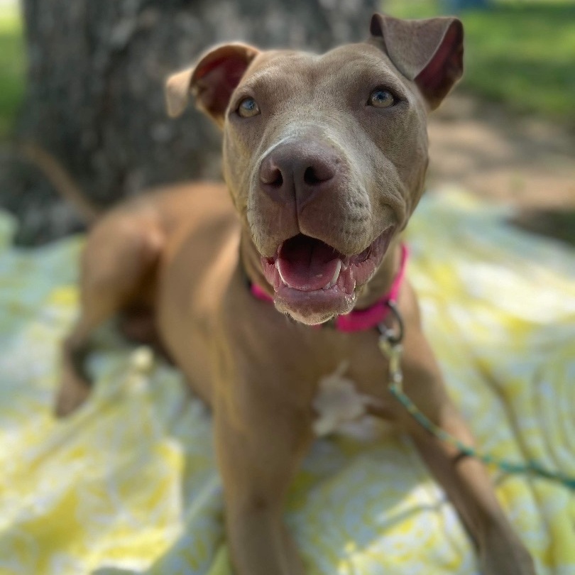 Rosie photo 3