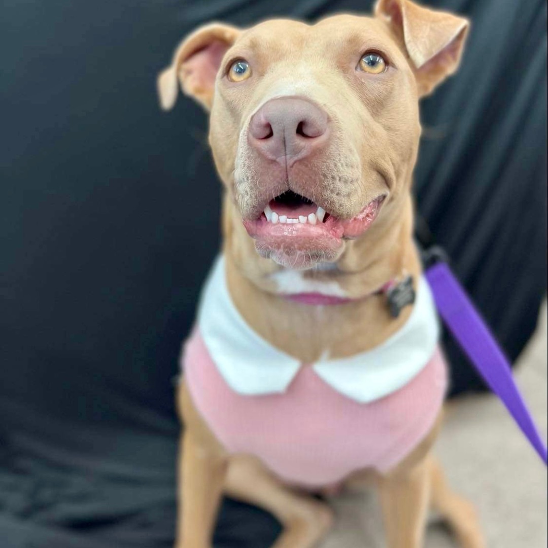 Rosie photo 4