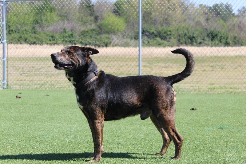 Simon, Adoptable, Adult Male Mixed Breed.