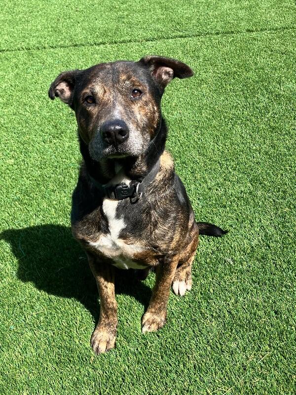 Enlarge Simon, a Adoptable Mixed Breed in Jackson, TN image 2/6