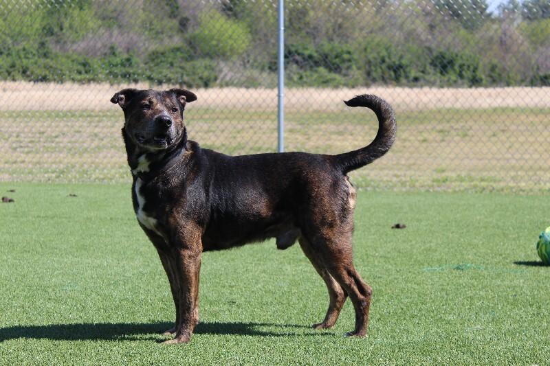 Enlarge Simon, a Adoptable Mixed Breed in Jackson, TN image 3/6