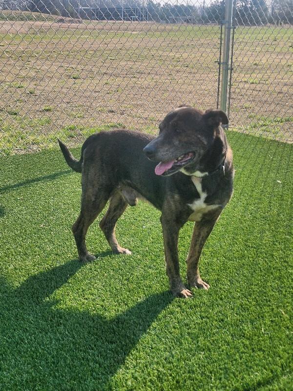 Enlarge Simon, a Adoptable Mixed Breed in Jackson, TN image 4/6