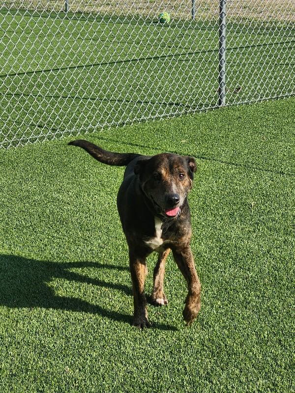 Enlarge Simon, a Adoptable Mixed Breed in Jackson, TN image 5/6
