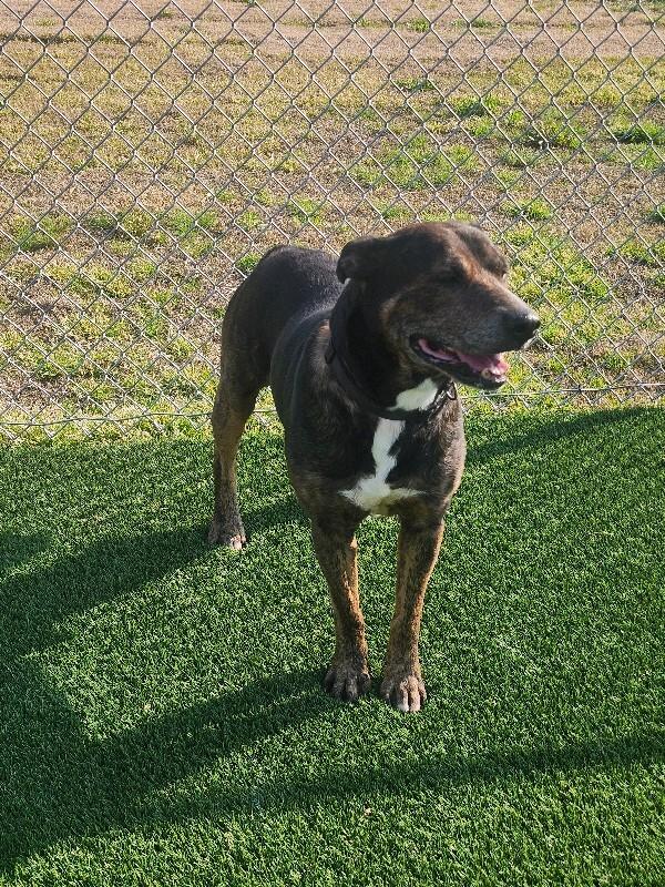 Enlarge Simon, a Adoptable Mixed Breed in Jackson, TN image 6/6