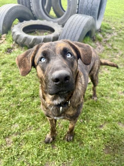 Enlarge Blue, a ADOPTABLE mixed breed in Roseburg, OR image 1/1