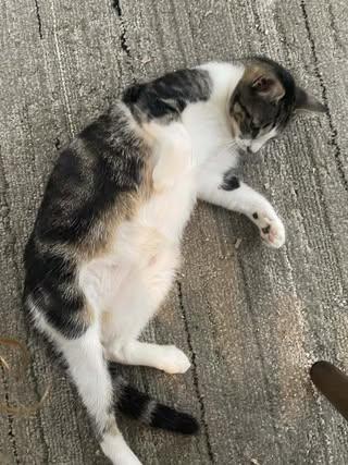 Lucia, a ADOPTABLE Domestic Medium Hair in Johnston , RI image 2/5