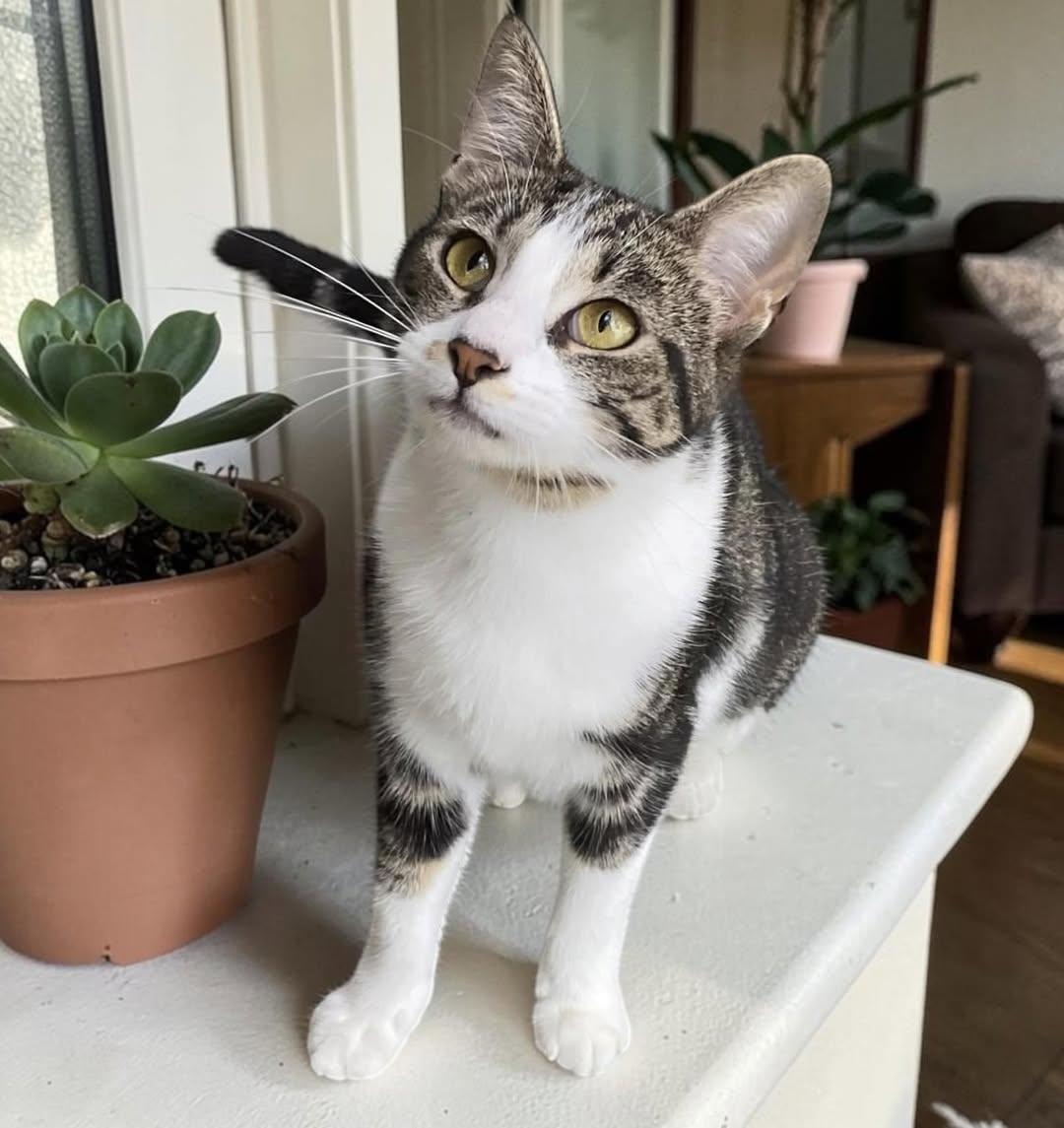 Lucia, a ADOPTABLE Domestic Medium Hair in Johnston , RI image 4/5