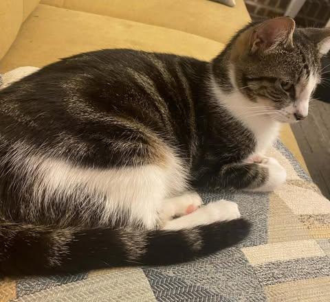 Lucia, a ADOPTABLE Domestic Medium Hair in Johnston , RI image 3/5