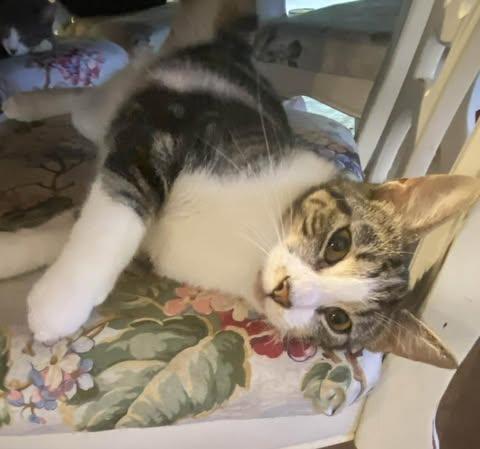 Lucia, a ADOPTABLE Domestic Medium Hair in Johnston , RI image 5/5