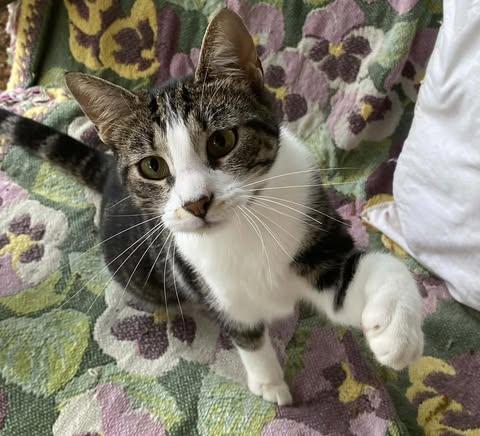 Lucia, ADOPTABLE, Young Female Domestic Medium Hair.