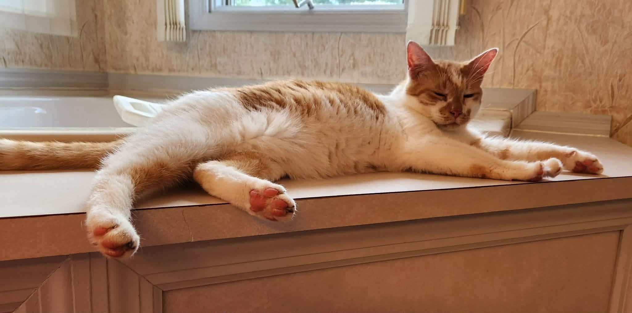 Jack, adopted, Adult Male Domestic Short Hair.