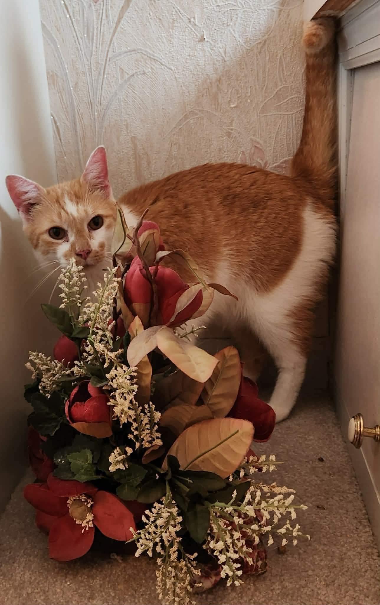 Enlarge Jack, an adopted Domestic Short Hair in Inez, KY image 3/5