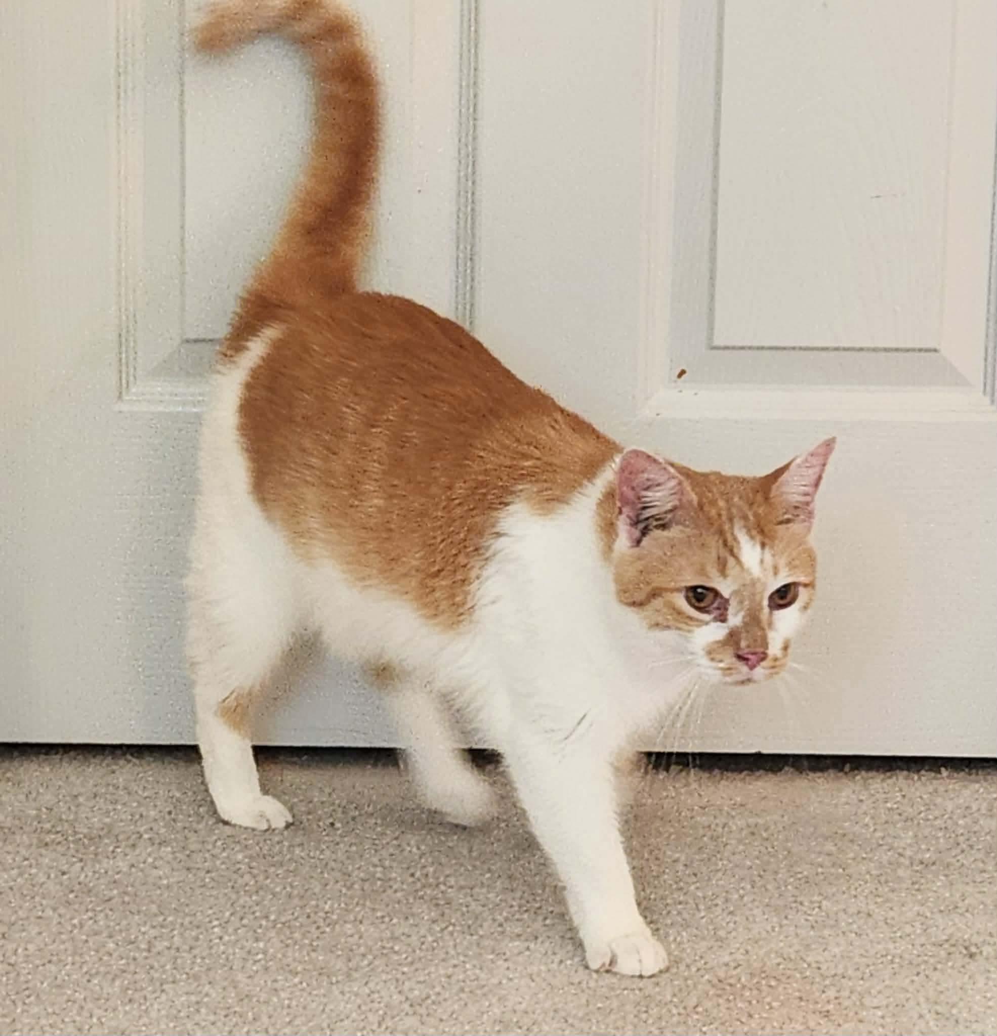Enlarge Jack, an adopted Domestic Short Hair in Inez, KY image 5/5