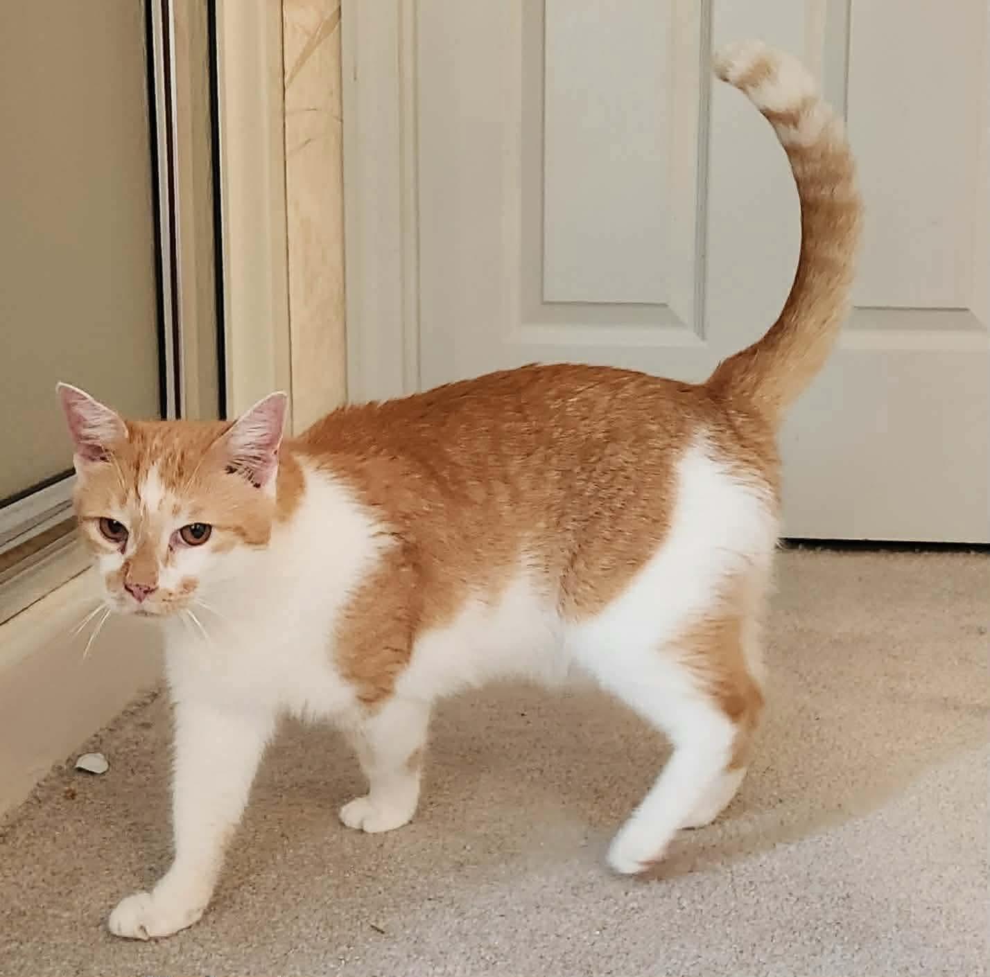 Enlarge Jack, an adopted Domestic Short Hair in Inez, KY image 4/5