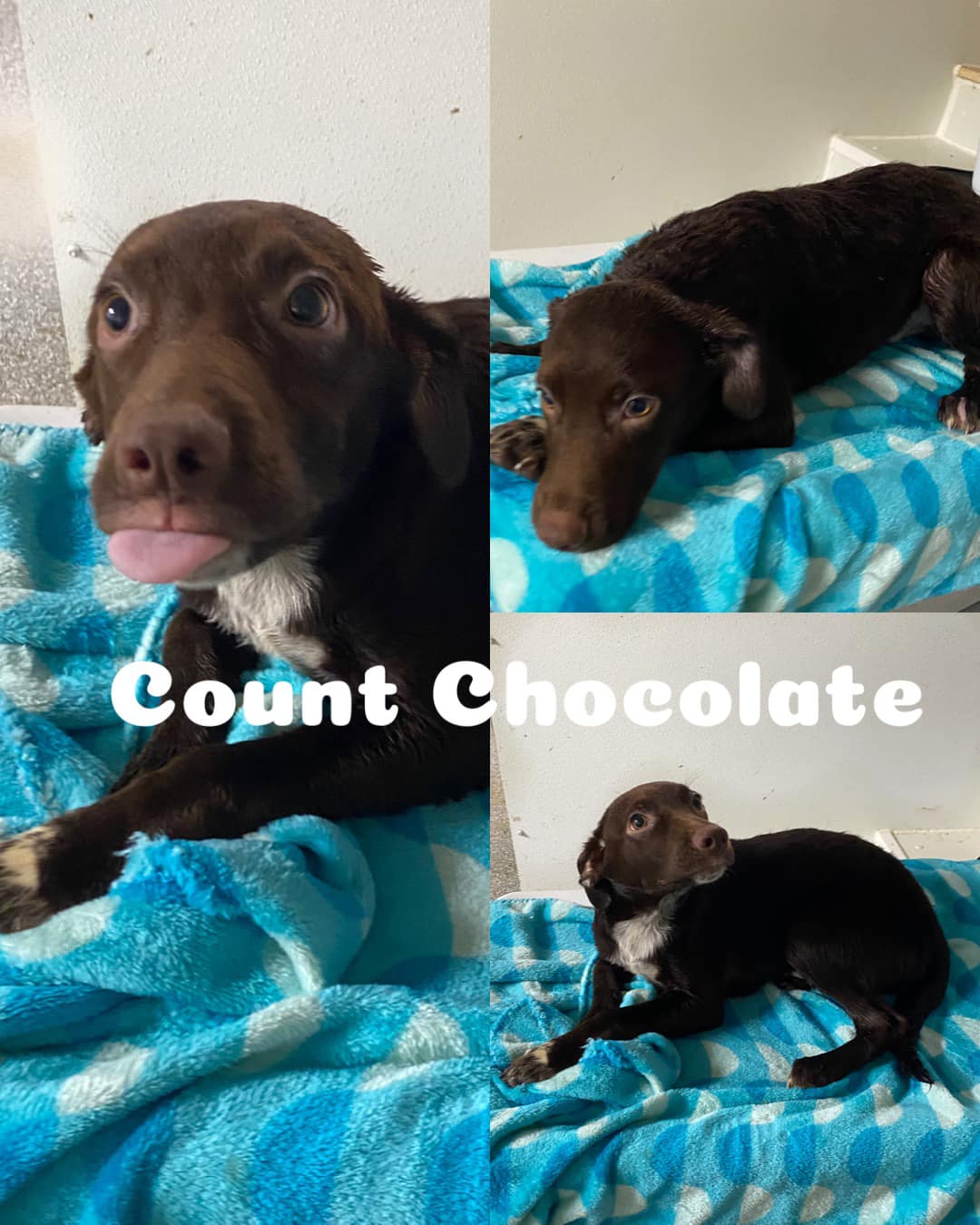 Count Chocolate 3