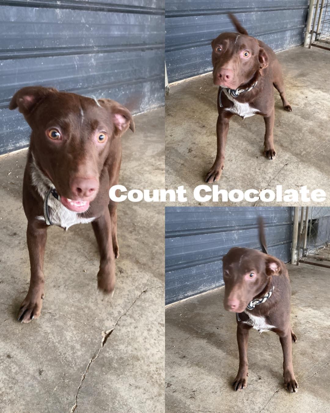 Count Chocolate