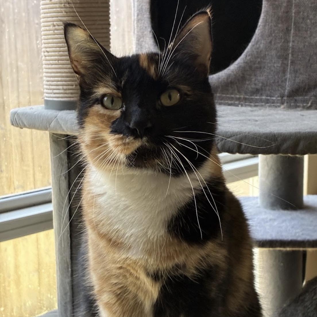 Stella & Decatur - Bonded Pair, a Adoptable Tortoiseshell in Austin, TX image 3/6