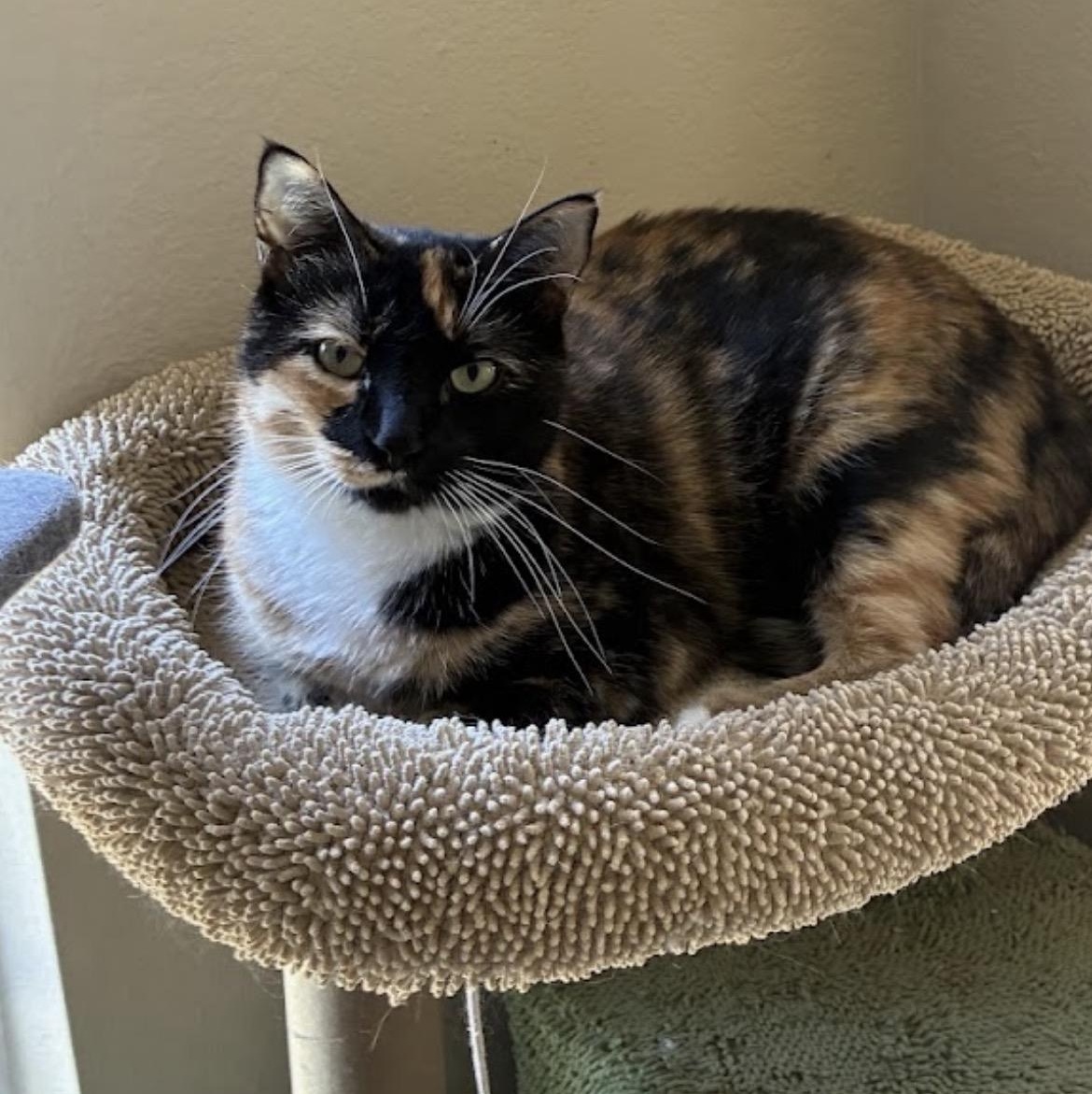 Stella & Decatur - Bonded Pair, a Adoptable Tortoiseshell in Austin, TX image 6/6