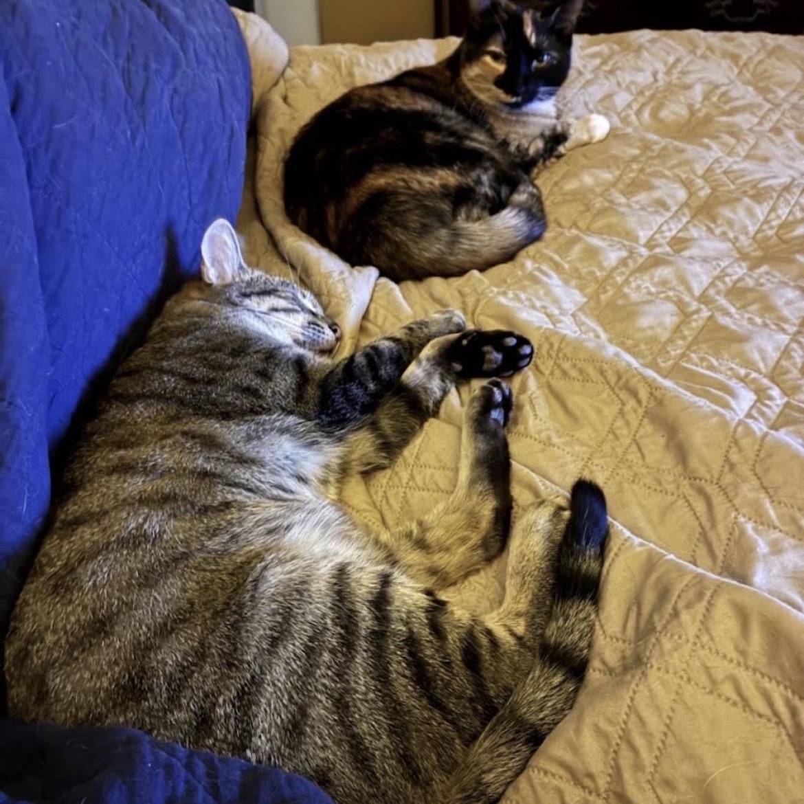 Stella & Decatur - Bonded Pair, a Adoptable Tortoiseshell in Austin, TX image 2/6