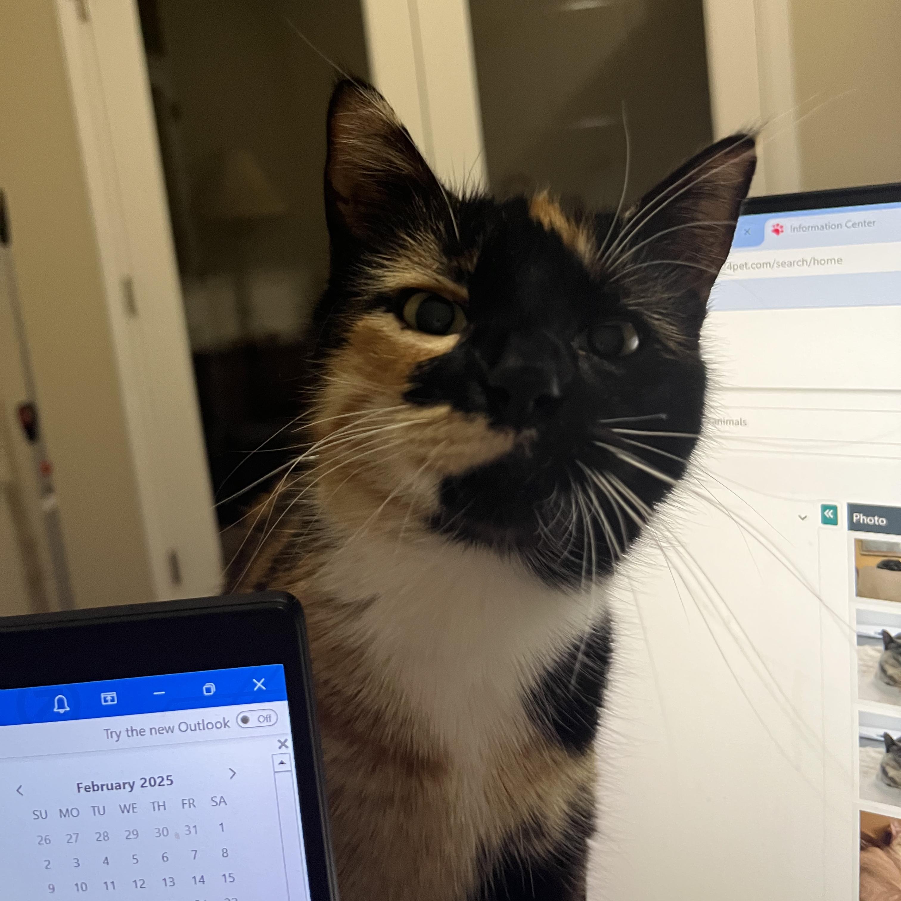 Enlarge Stella & Decatur *bonded pair*, a Adoptable Tortoiseshell in Austin, TX image 2/4