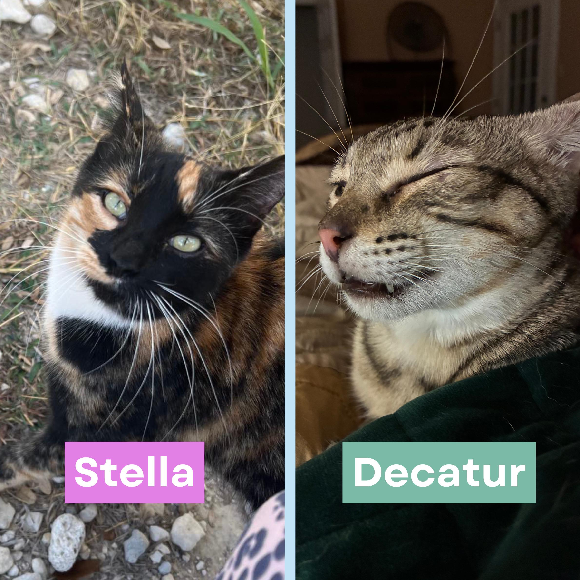 Stella & Decatur *bonded pair*, Adoptable, Adult Female Tortoiseshell.