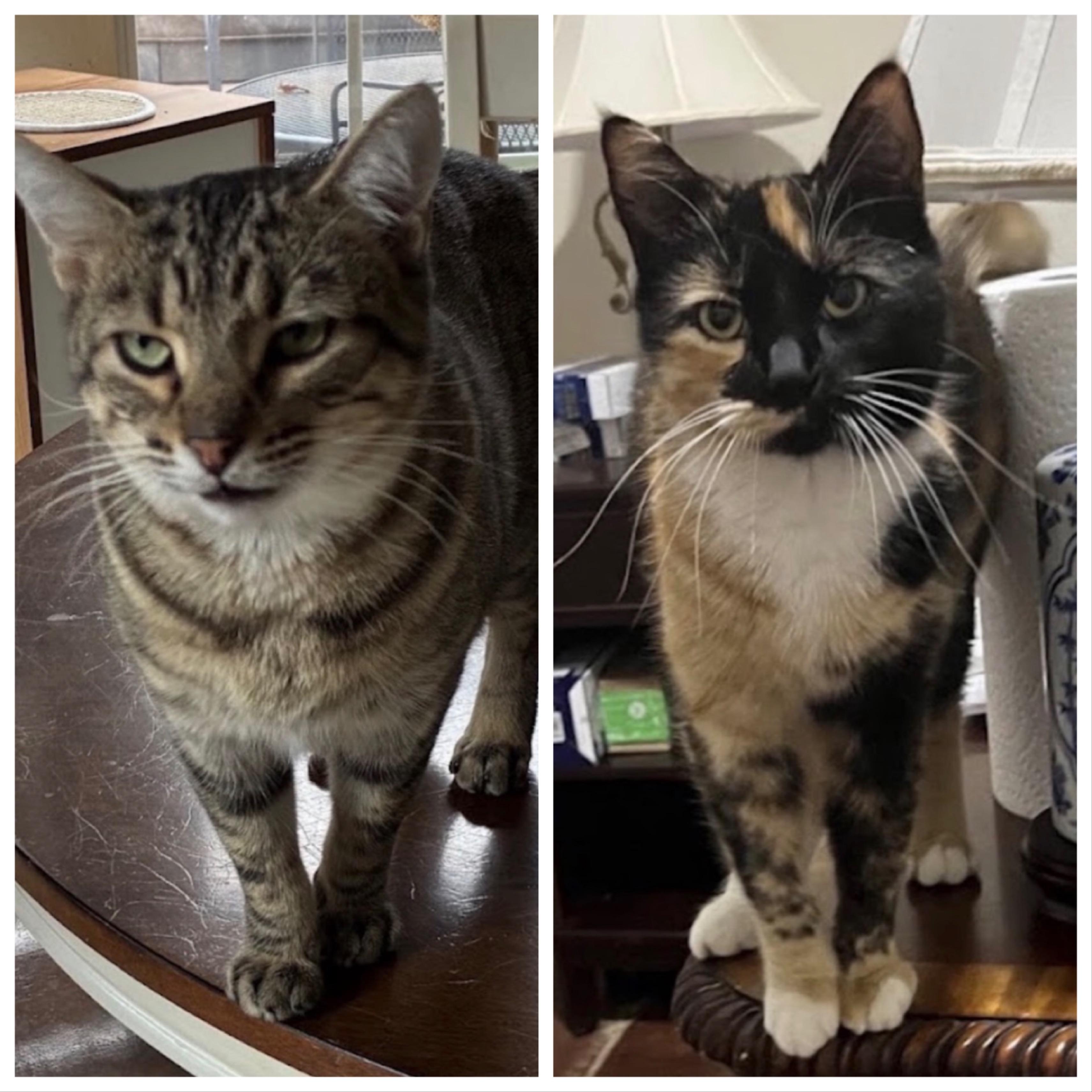 Stella & Decatur - Bonded Pair, Adoptable, Adult Female Tortoiseshell.