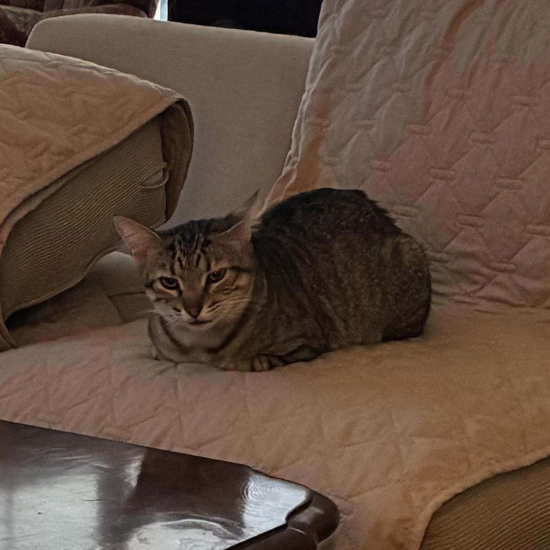 Enlarge Stella & Decatur *bonded pair*, a Adoptable Tortoiseshell in Austin, TX image 3/4