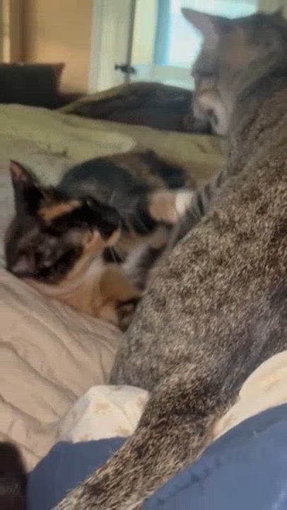 Enlarge Stella & Decatur *bonded pair*, a Adoptable Tortoiseshell in Austin, TX video 4/4