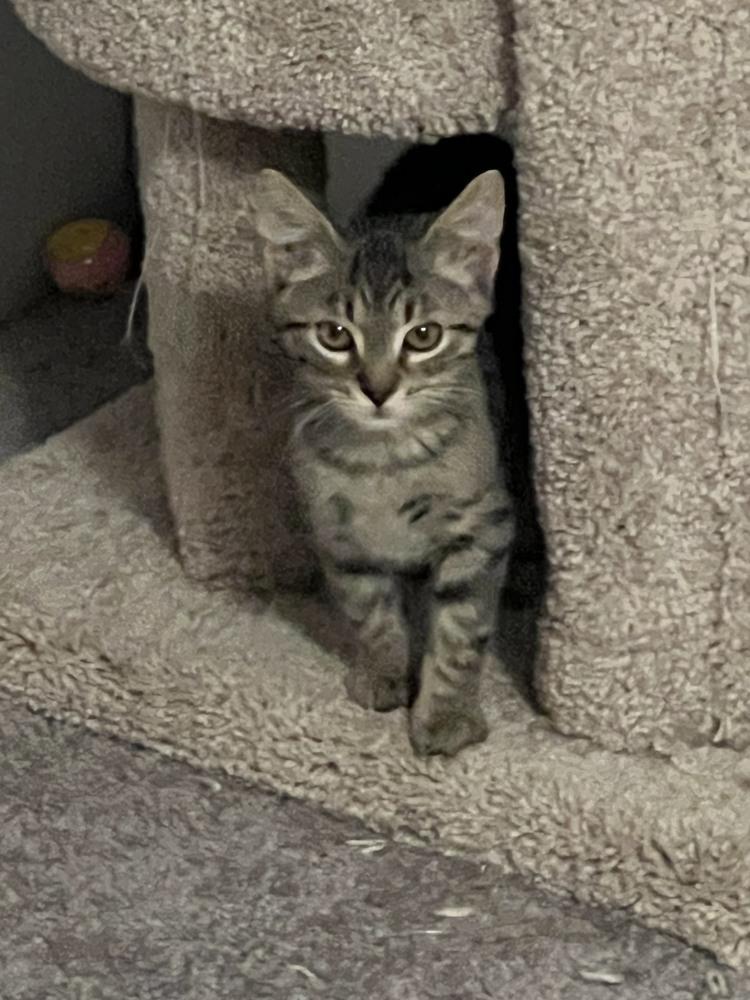 Frenchy, Adopted, Kitten Female Domestic Short Hair.