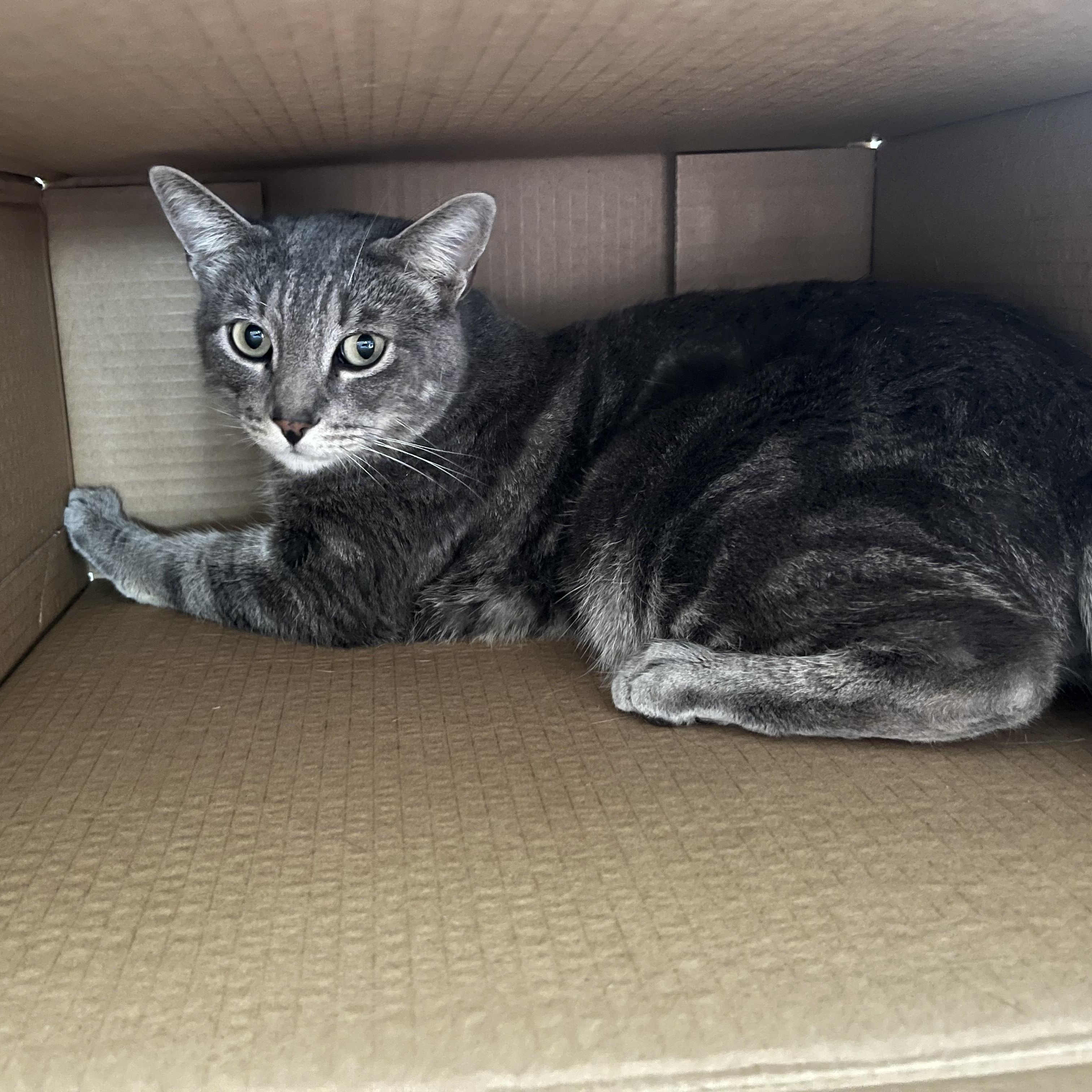 Valentino INDOOR ONLY — thumbnail 2