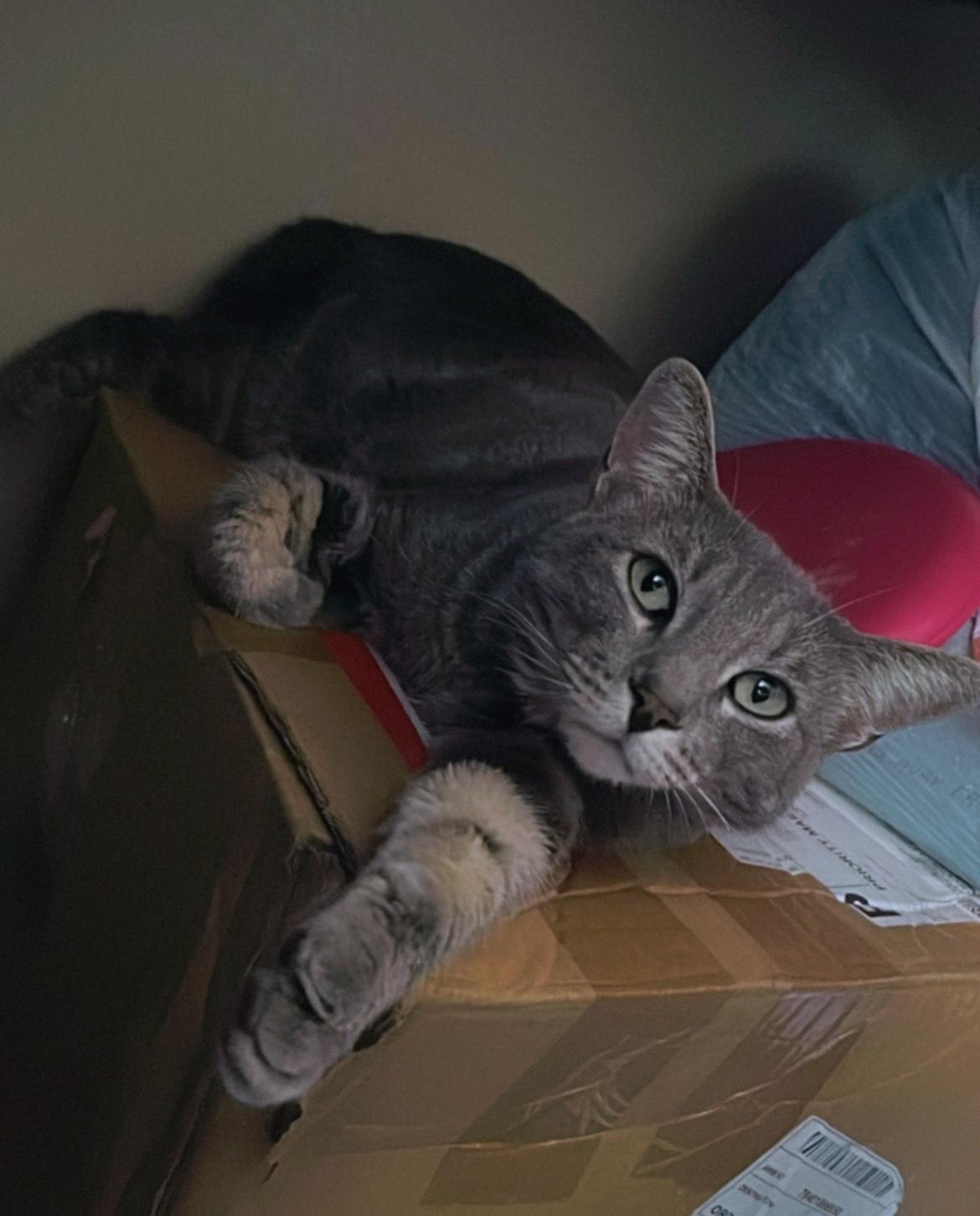 Valentino INDOOR ONLY — thumbnail 3