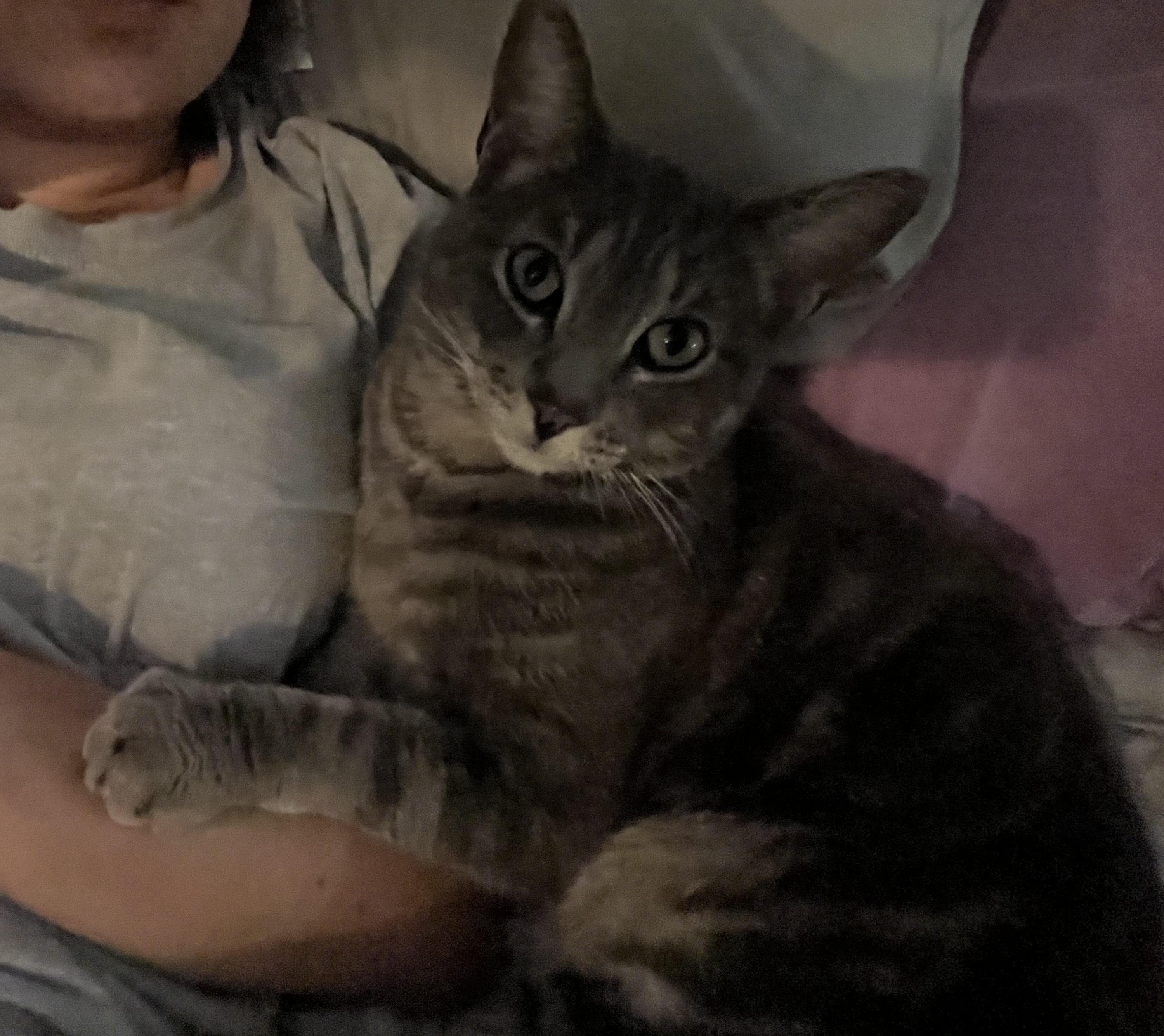 Valentino INDOOR ONLY — thumbnail 5