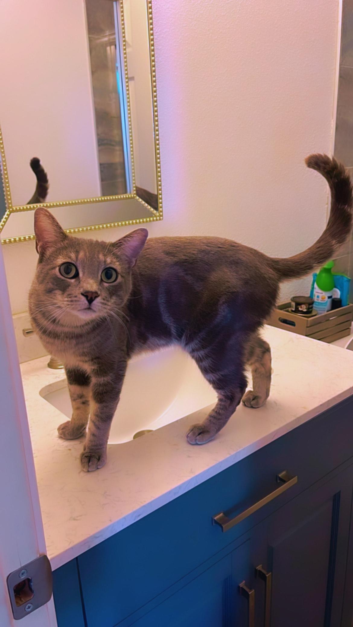 Valentino INDOOR ONLY — thumbnail 6