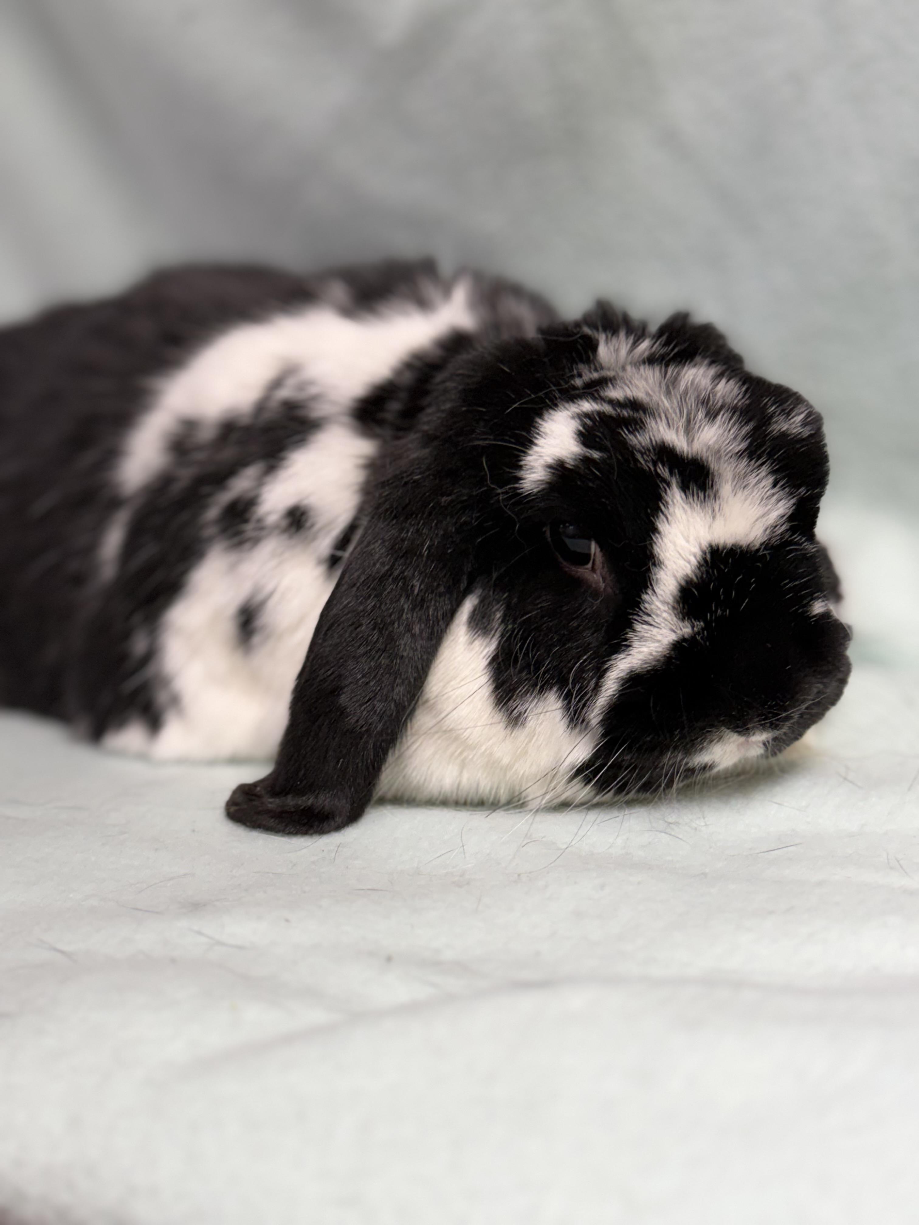 Enlarge Ronan: video!!, an adopted Mini Lop in Edinburg, PA image 2/6