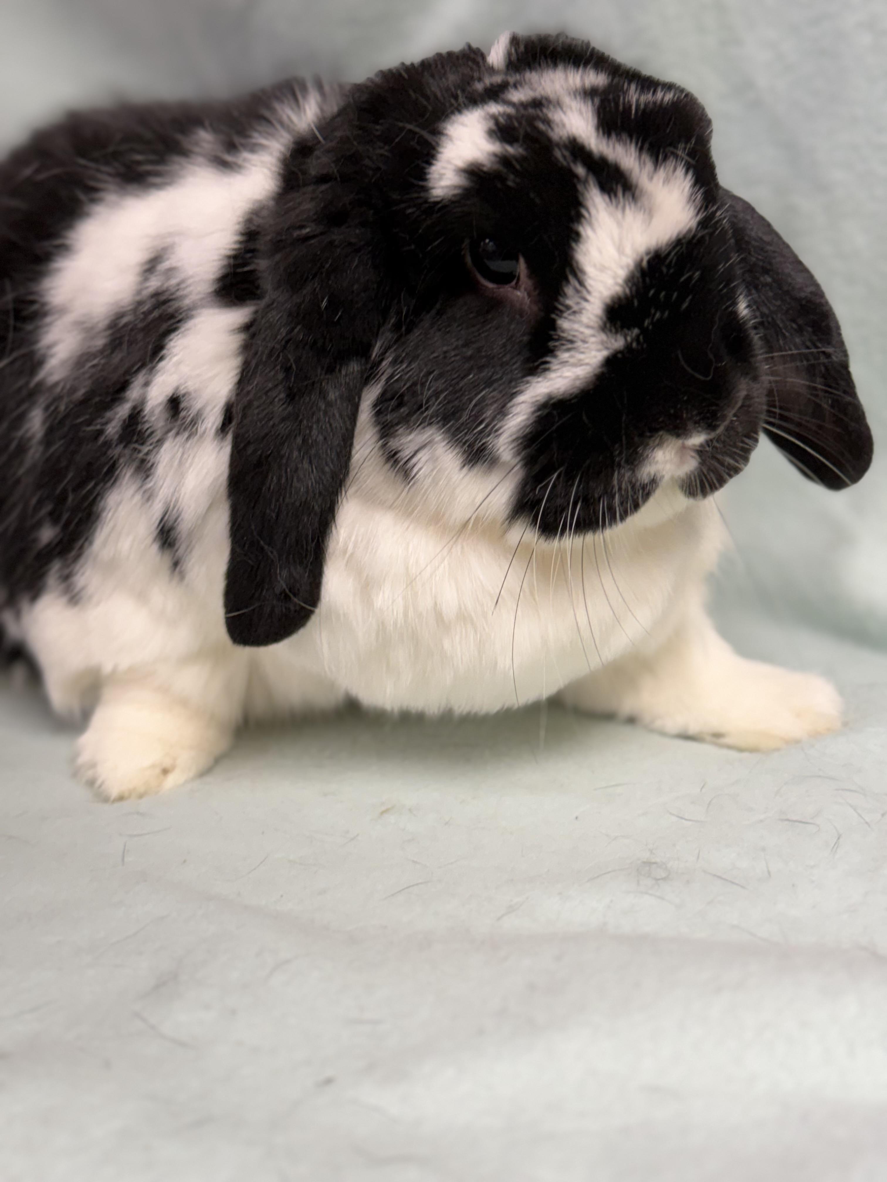 Enlarge Ronan: video!!, an adopted Mini Lop in Edinburg, PA image 4/6