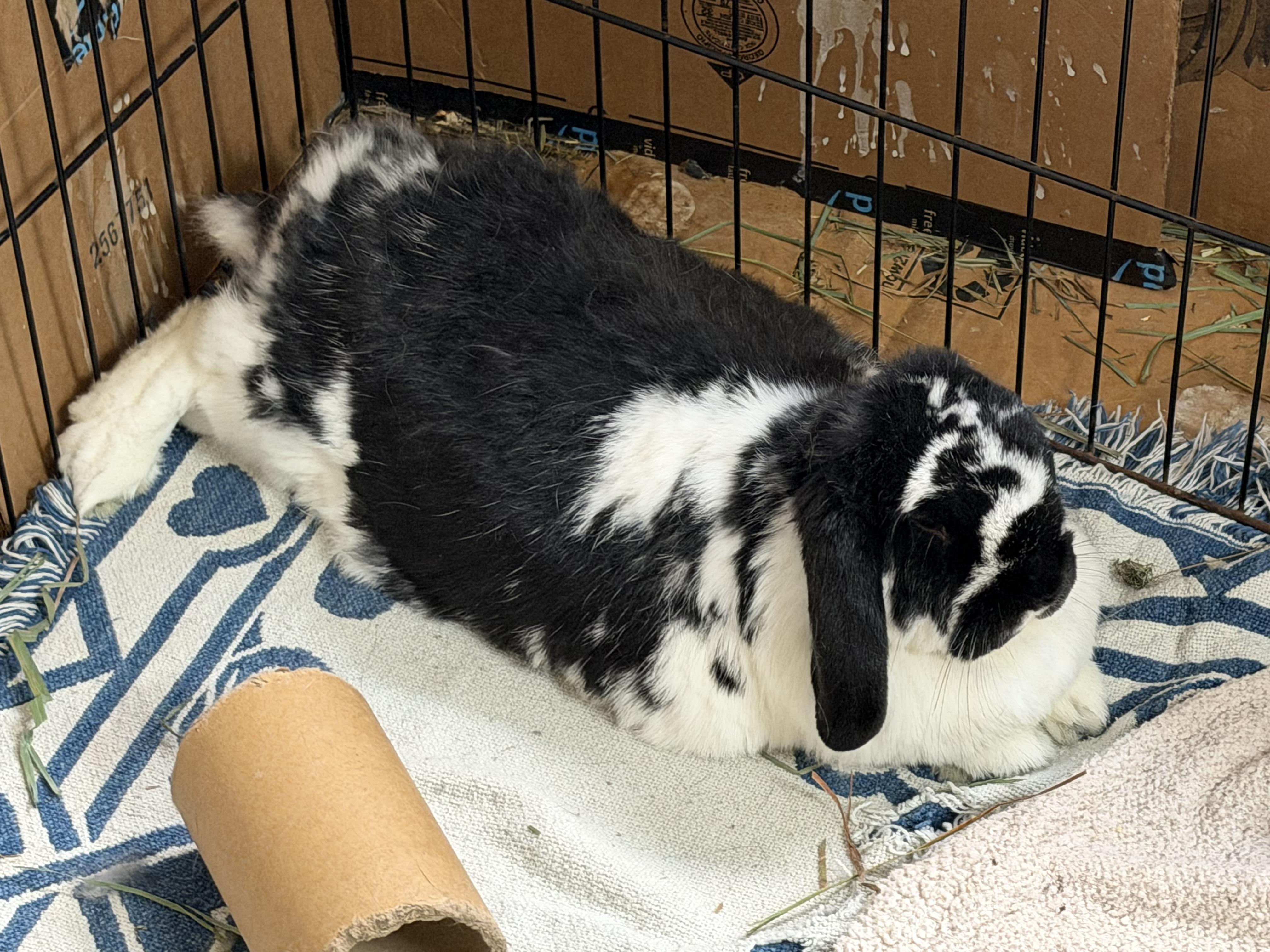 Enlarge Ronan: video!!, an adopted Mini Lop in Edinburg, PA image 6/6