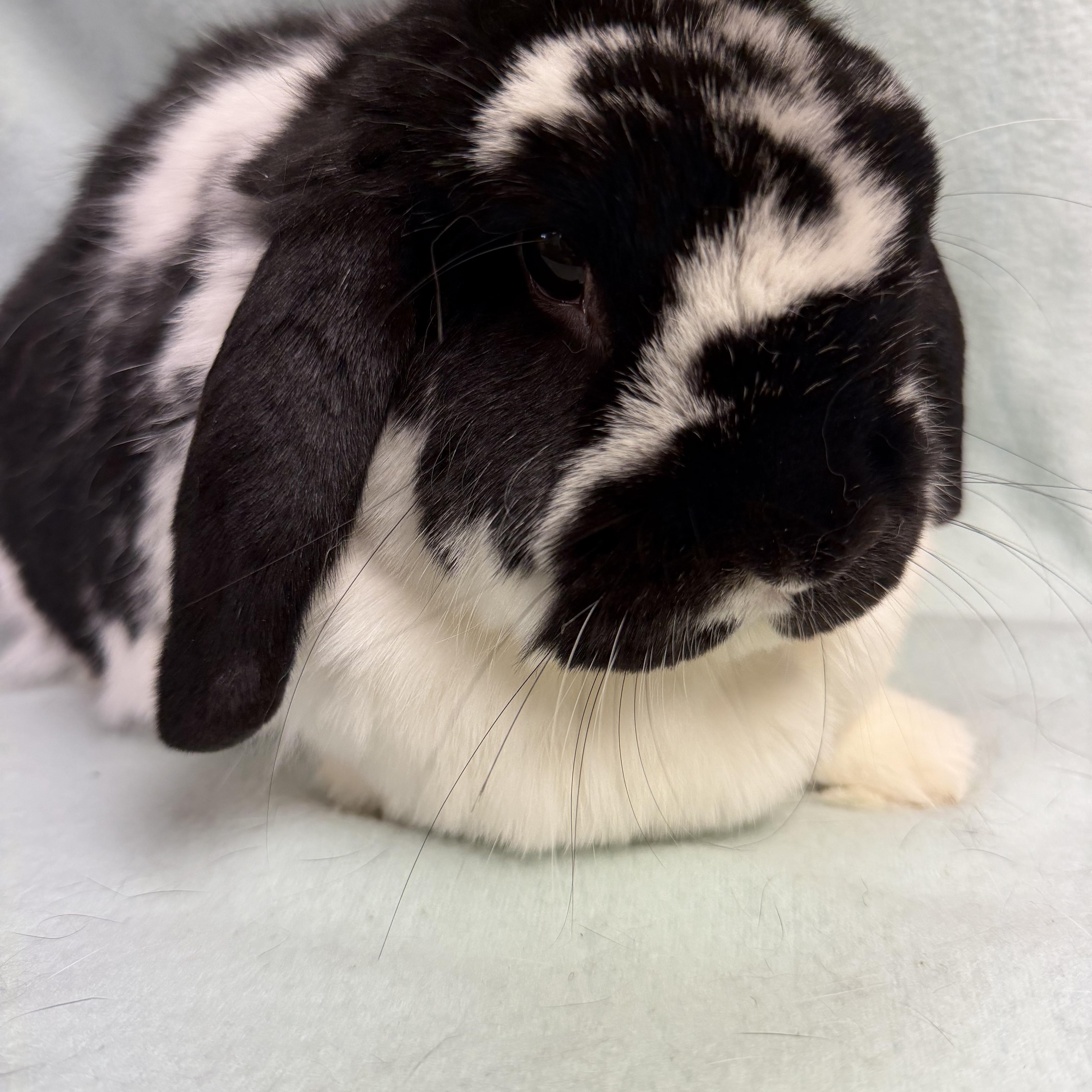 Enlarge Ronan: video!!, an adopted Mini Lop in Edinburg, PA image 1/6